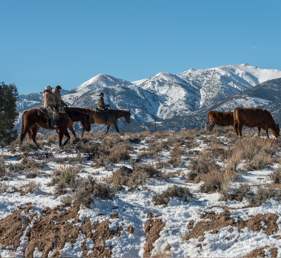 hunewill ranch cattle drive